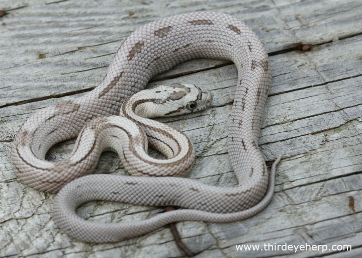 Striped Ghost Corn Snake